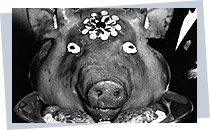 Schweinekopf auf Tablett; Rechte: AKG-Images