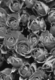 Rote Rosen; Rechte: dpa